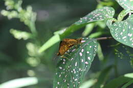 Image of Potanthus pseudomaesa Moore 1881