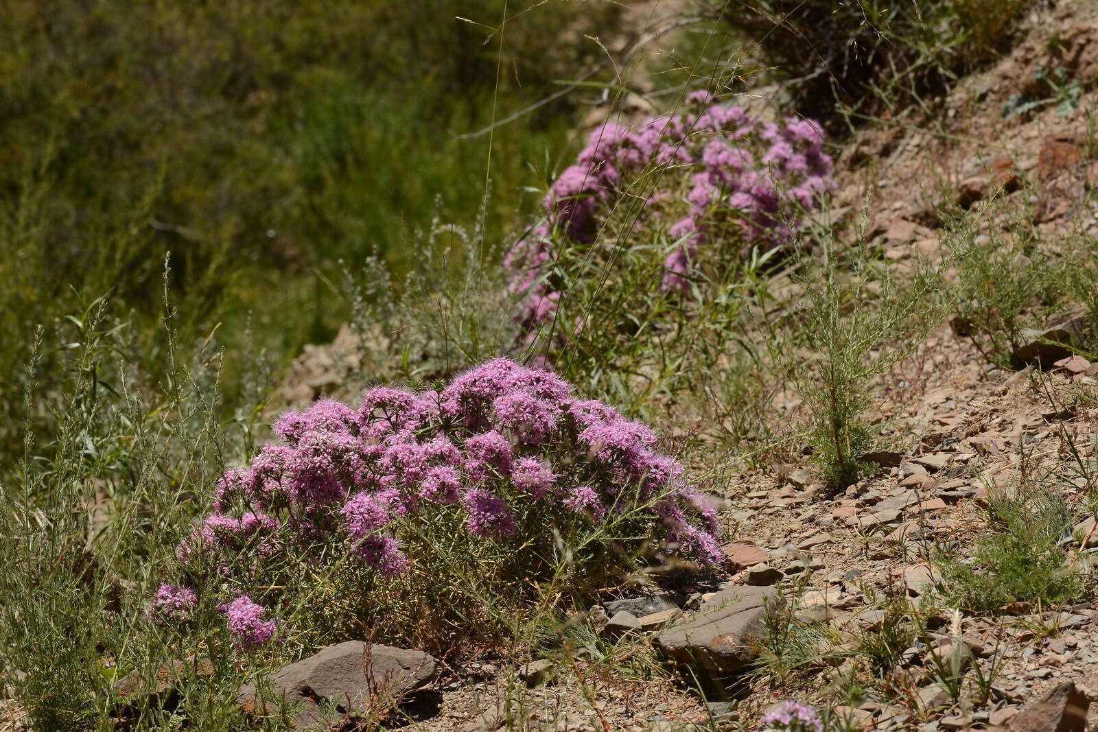 Image of Acanthophyllum pungens (Bunge) Boiss.