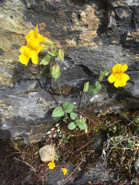 Слика од Erythranthe microphylla (Benth.) G. L. Nesom