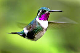 Image de Colibri de Mulsant