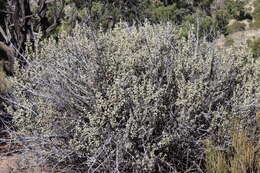 Image of roundleaf buffaloberry