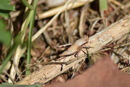 Image of Morphacris fasciata (Thunberg 1815)