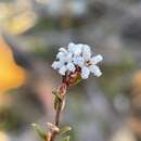 Imagem de Leucopogon microphyllus var. microphyllus