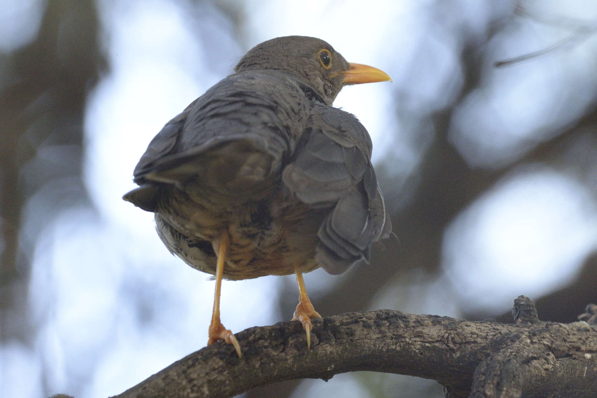 Image of Karoo Thrush