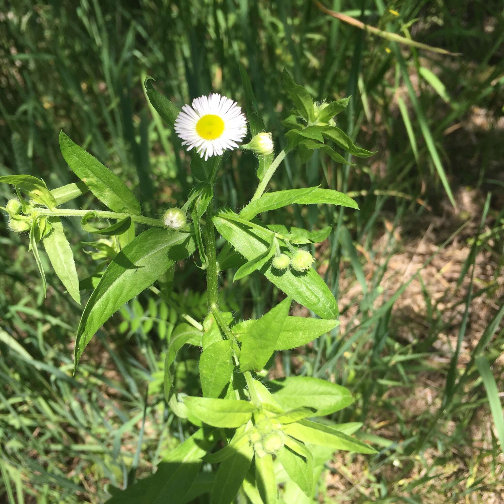 Image of eastern daisy fleabane