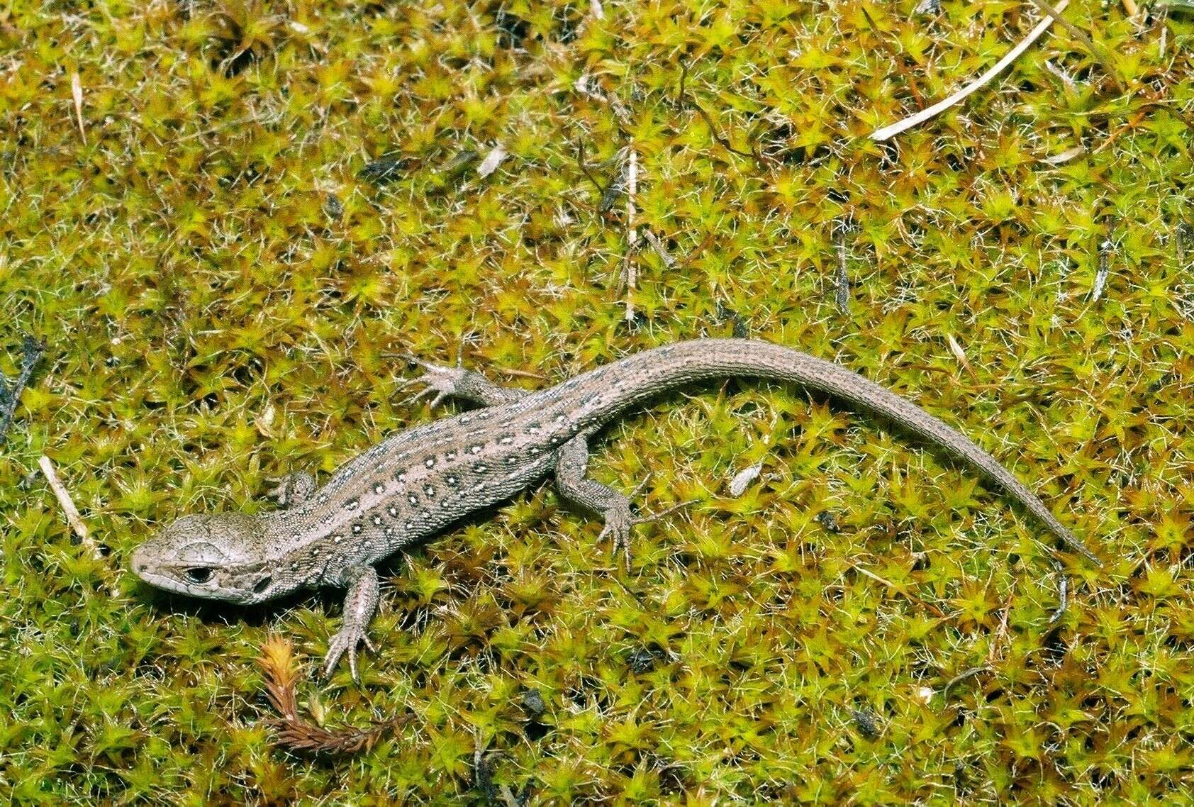 Image of Lacerta agilis agilis Linnaeus 1758