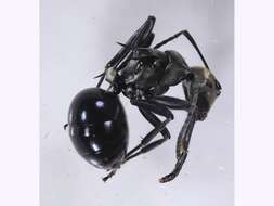 Image of Polyrhachis turneri Forel 1895