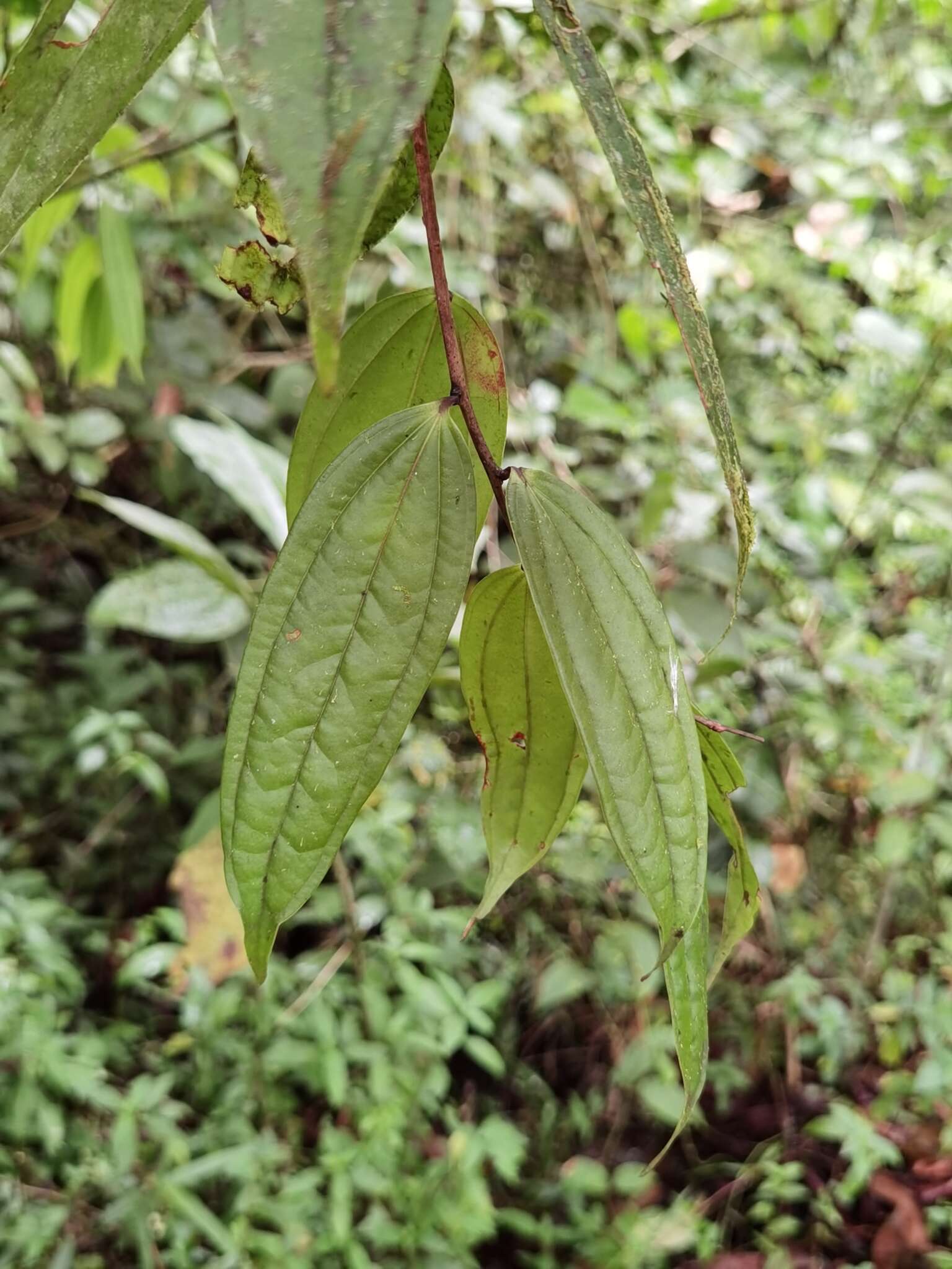 Image of Thibaudia costaricensis Hørold