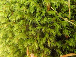 Image of racomitrium moss