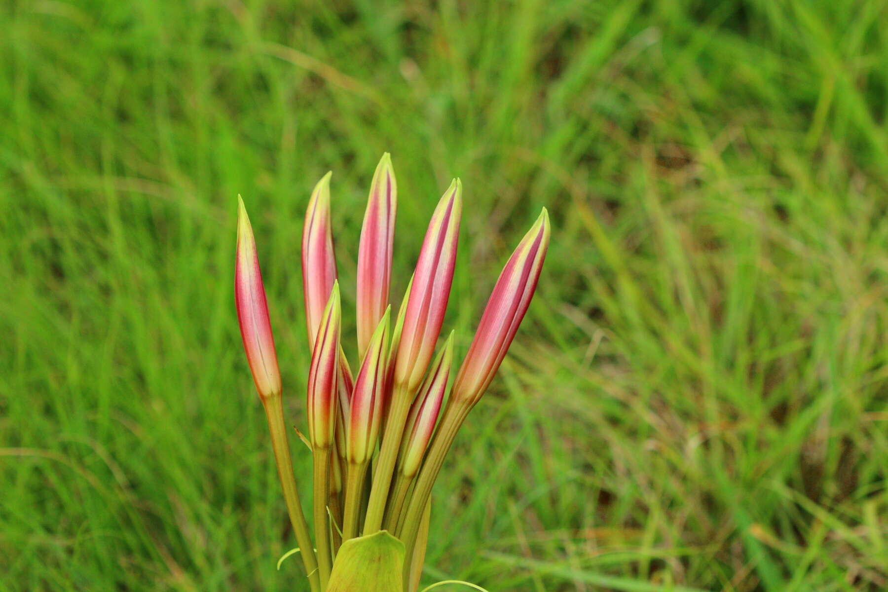 Image de Crinum graminicola I. Verd.