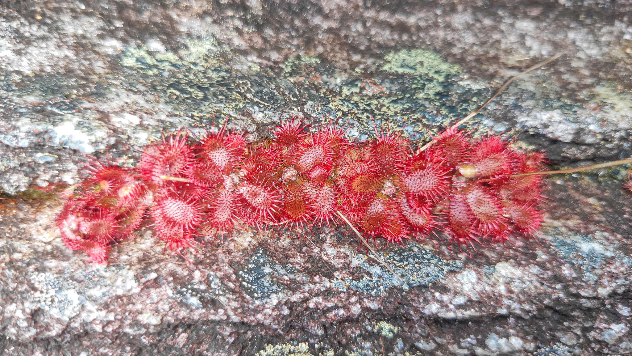 Drosera montana var. tomentosa (St. Hil.) Diels的圖片