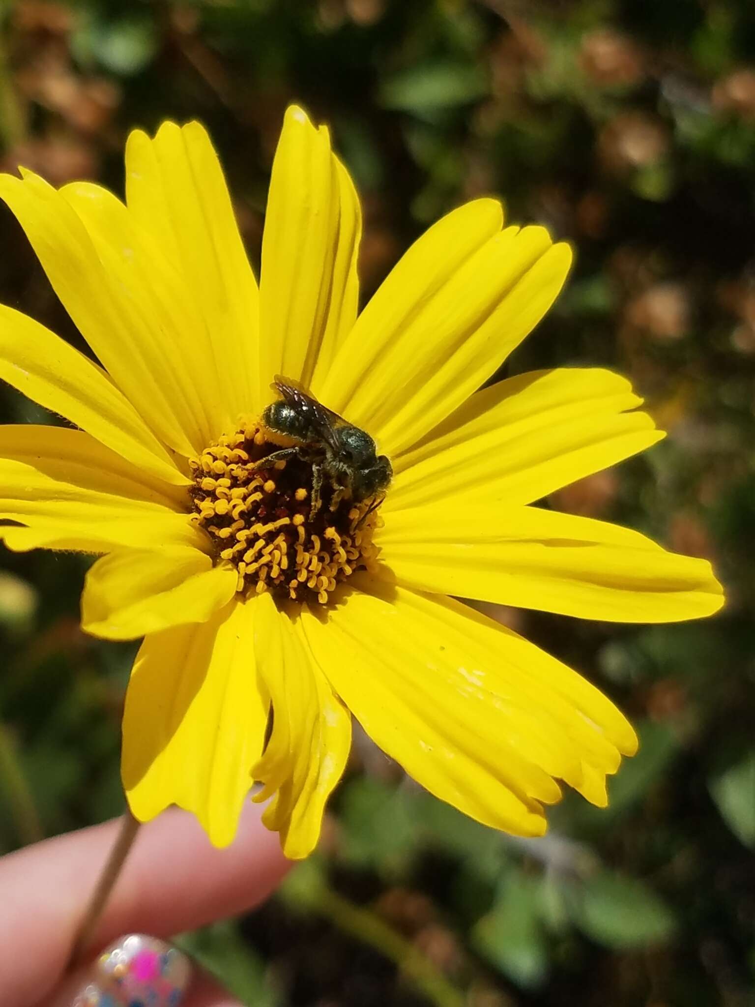Osmia coloradensis Cresson 1878的图像