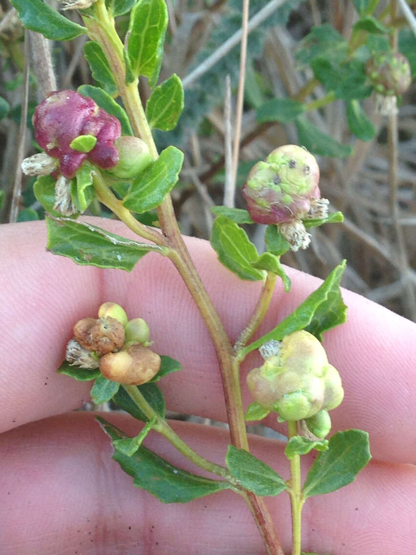 Image of Coyote Brush Bud Gall Midge