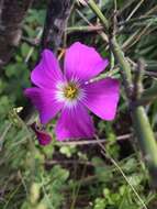 Image of Oxalis arenaria Bert.