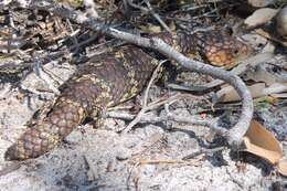 Image of Tiliqua rugosa rugosa Gray 1825