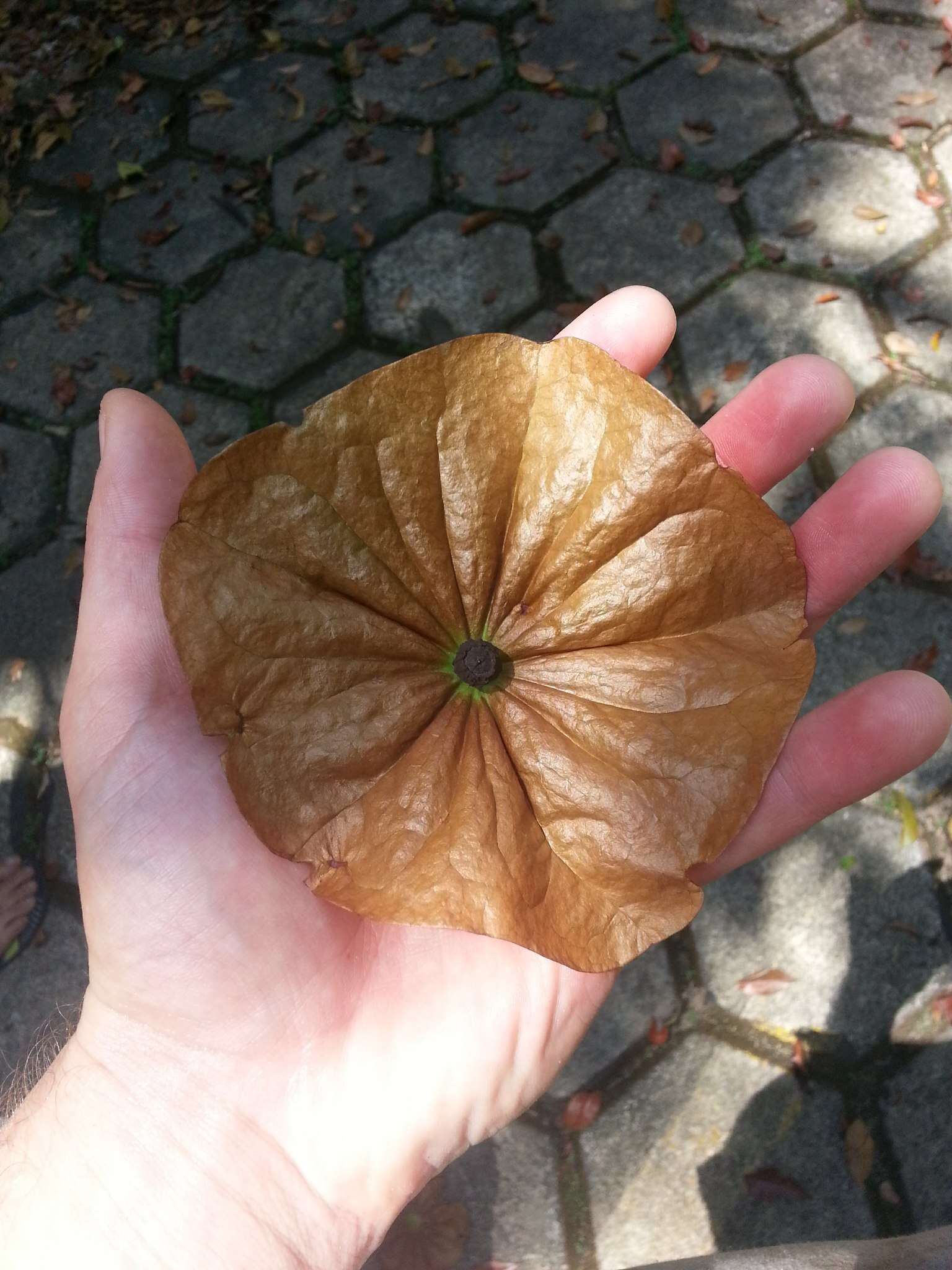 Слика од Chaunochiton
