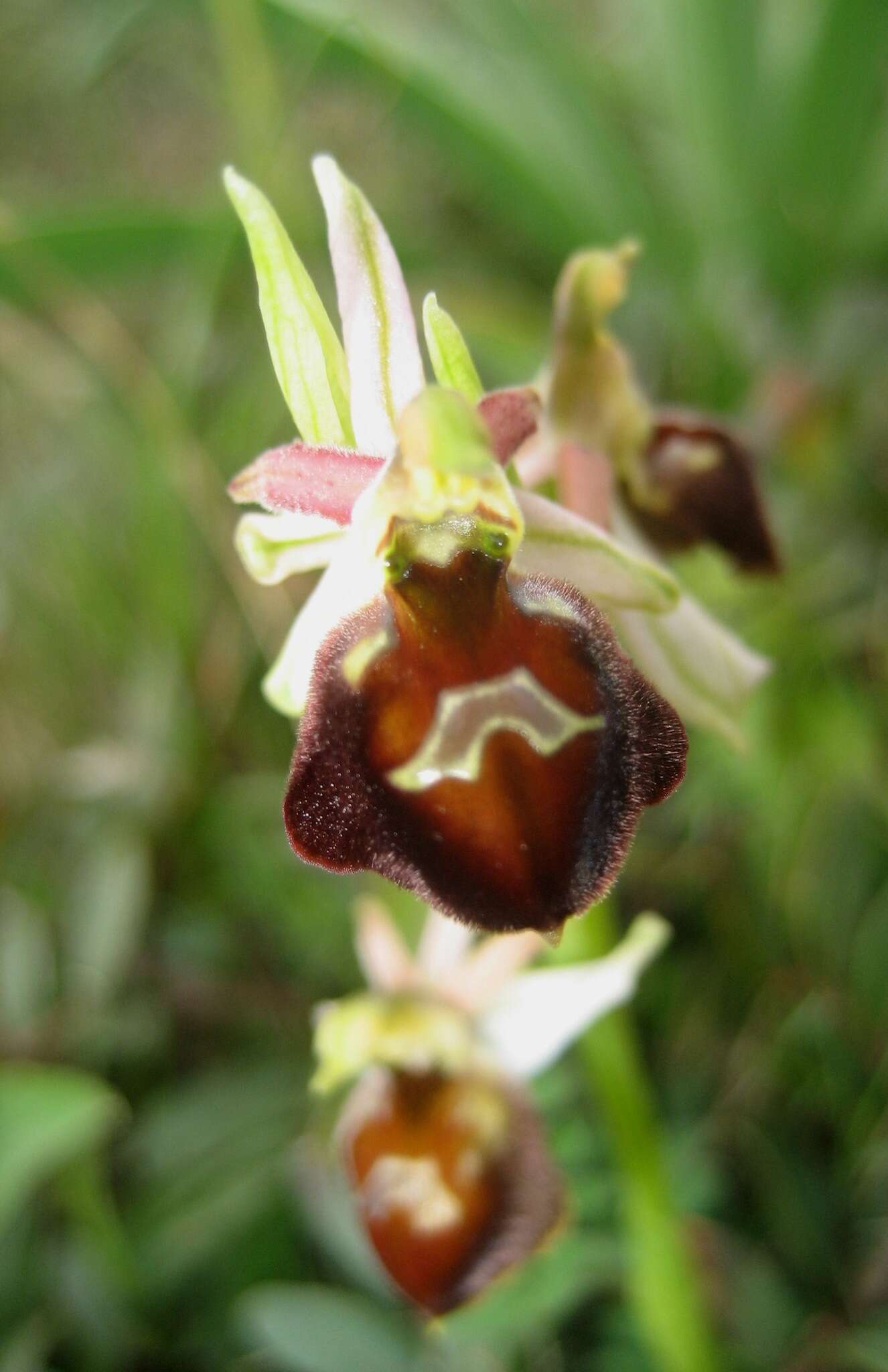 Image of Ophrys morisii (Martelli) G. Keller & Soó