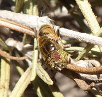 صورة Eristalinus megacephalus (Rossi 1794)