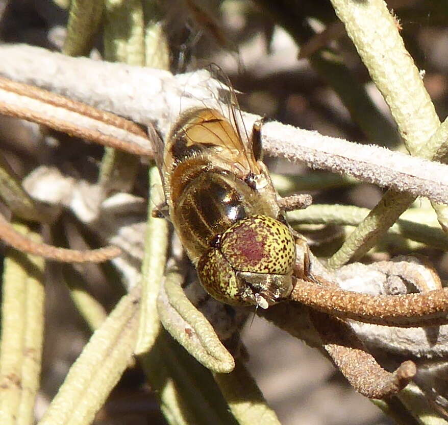 صورة Eristalinus megacephalus (Rossi 1794)