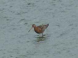 Image of Limosa limosa islandica Brehm & CL 1831