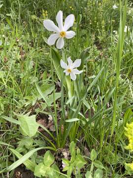Слика од Narcissus poeticus subsp. radiiflorus (Salisb.) Baker