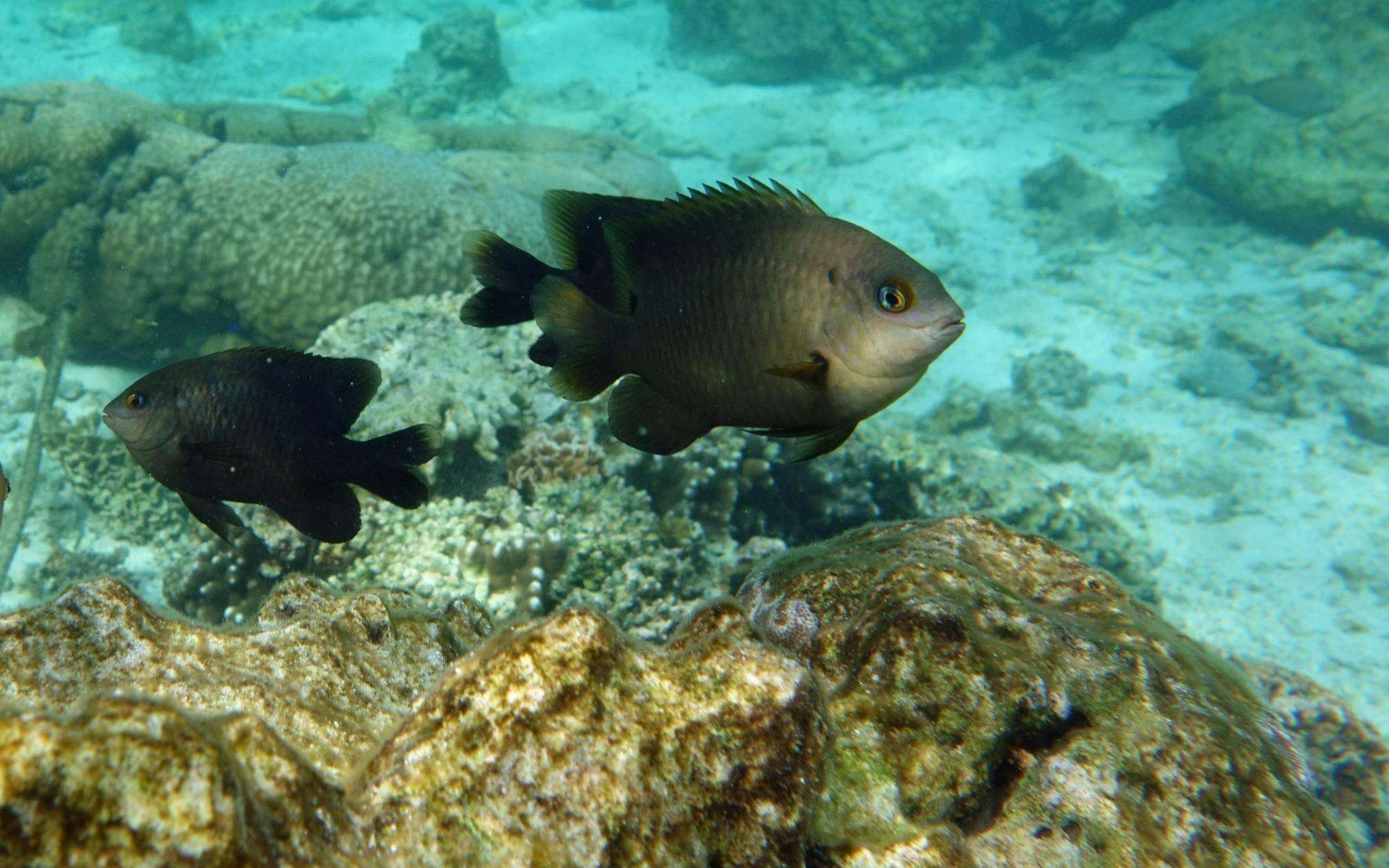 Image of dusky farmerfish