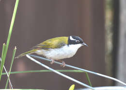 Image of White-throated Honeyeater