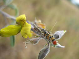 Sivun Utetheisa ornatrix Linnaeus 1758 kuva