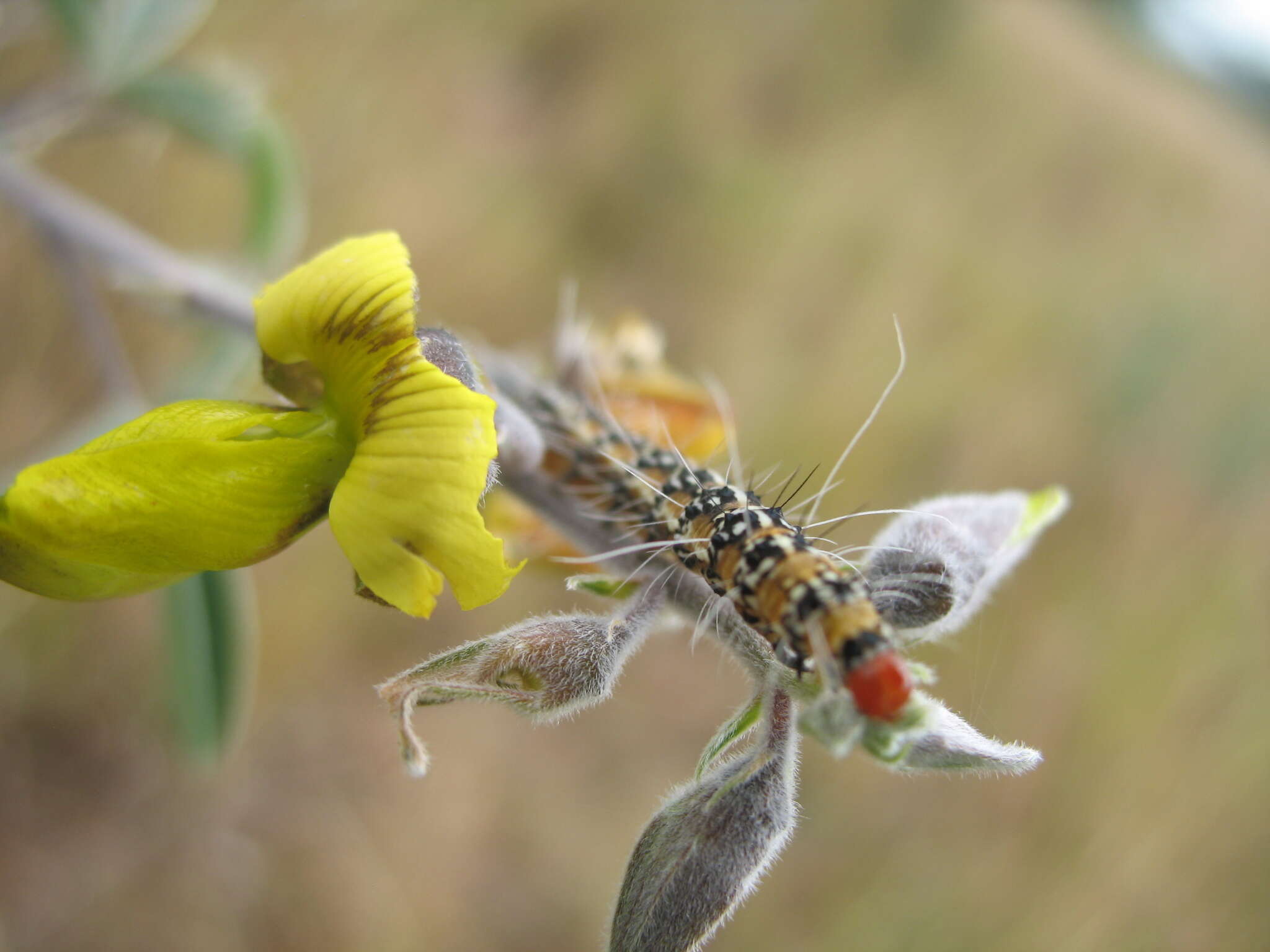 Image of Ornate Bella Moth