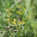Image of Euphorbia sareptana Becker