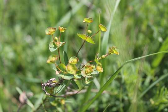 Слика од Euphorbia sareptana Becker