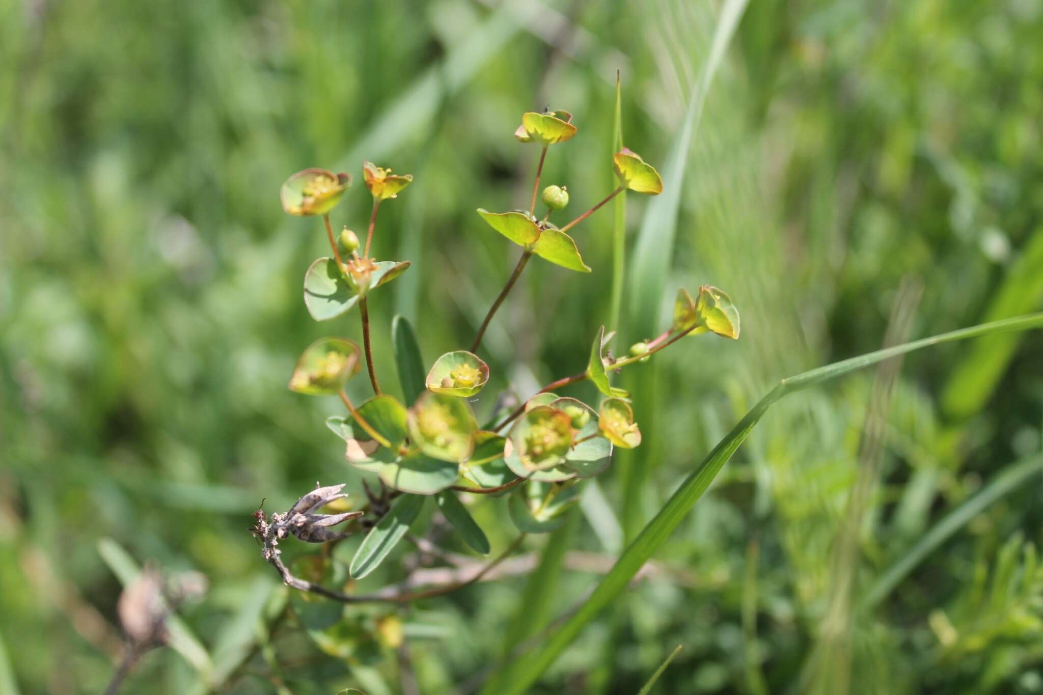 Image of Euphorbia sareptana Becker