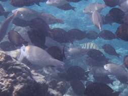 Image of Batavian Parrotfish