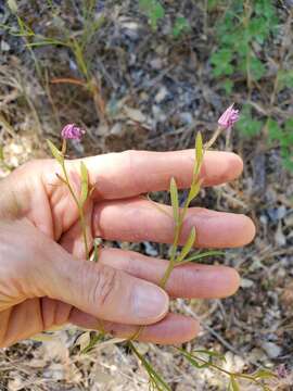 Plancia ëd Clarkia biloba subsp. australis F. H. Lewis & M. E. Lewis