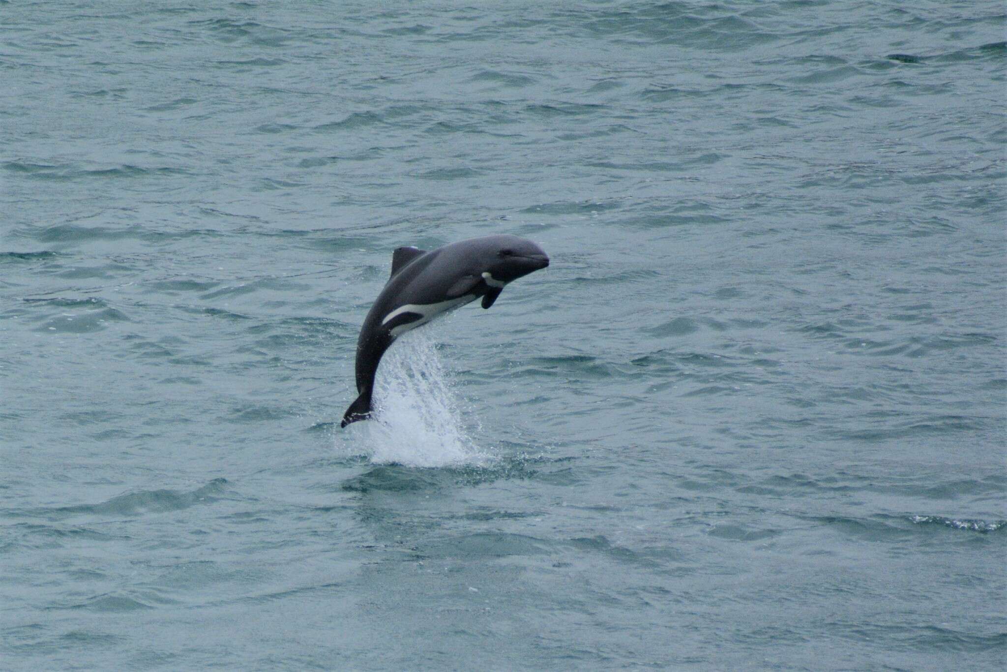 Image of Cephalorhynchus Gray 1846