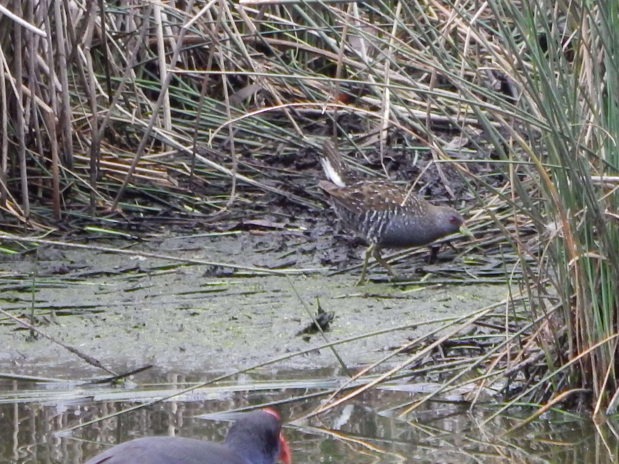 Image of Australian Crake