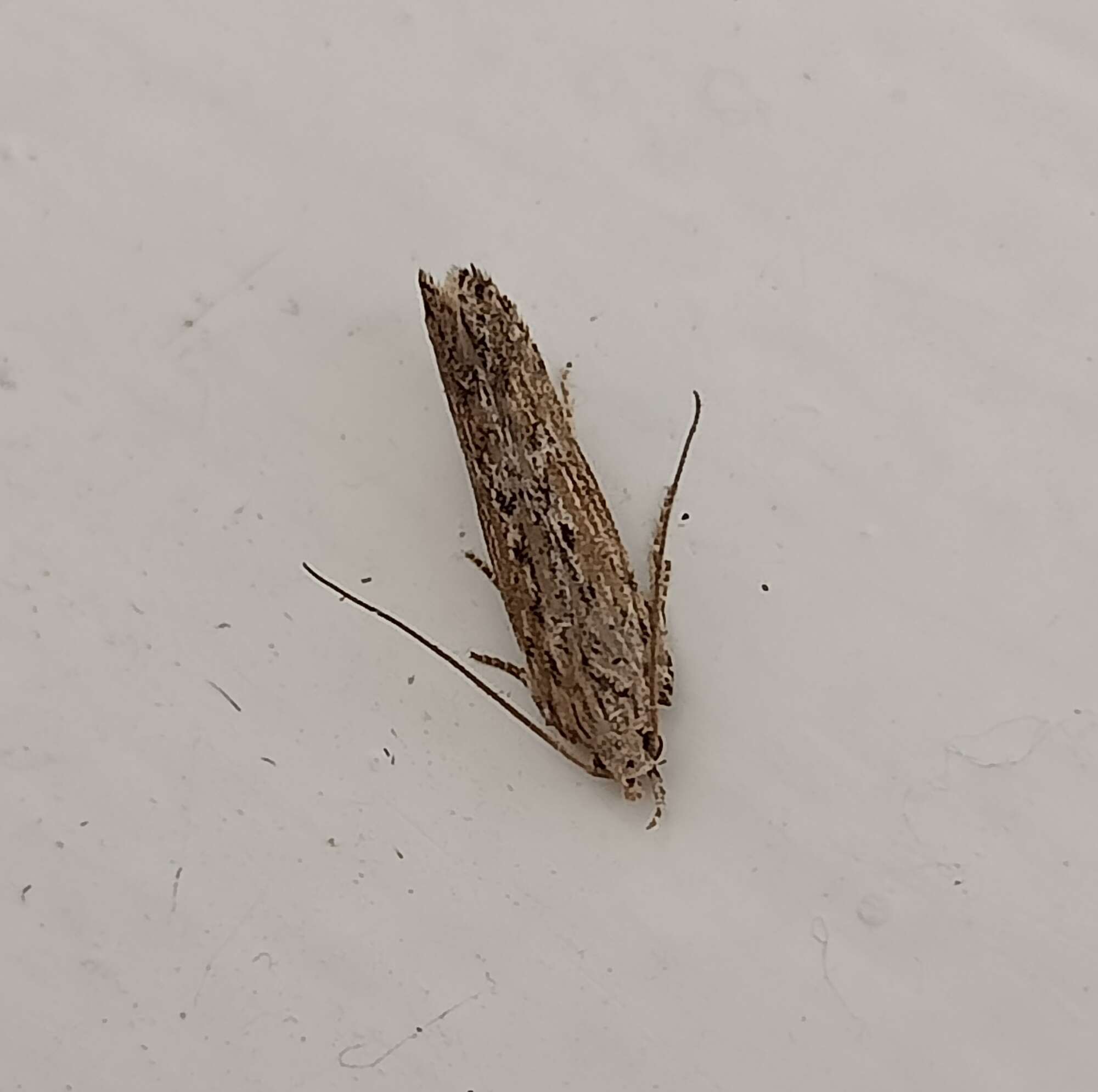 Слика од Phthorimaea