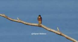 Image of Oriental Hobby