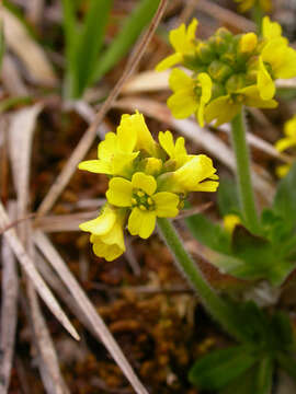 Image of alpine draba