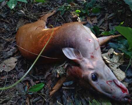 Image of Bay Duiker