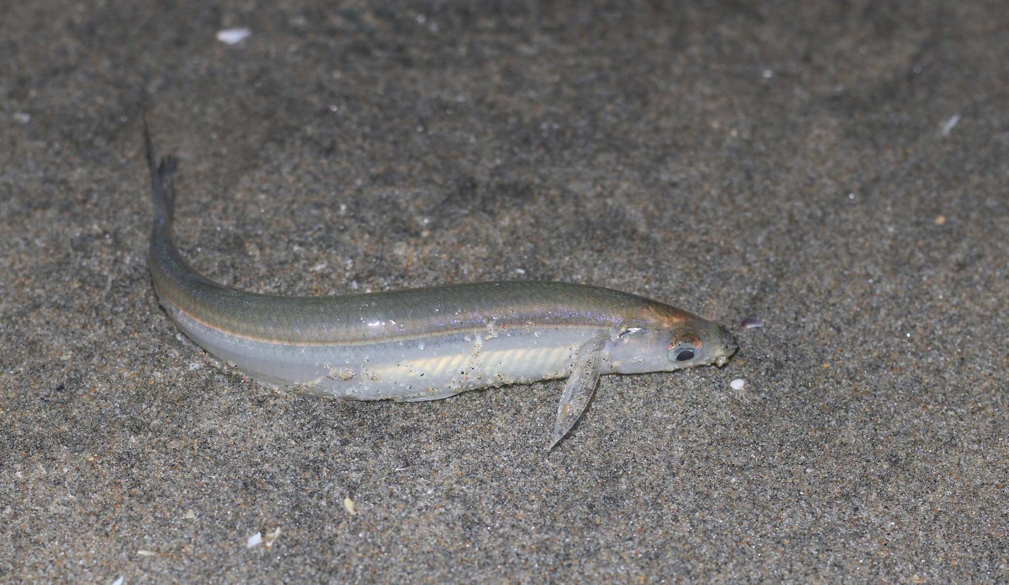 Image de Grunion