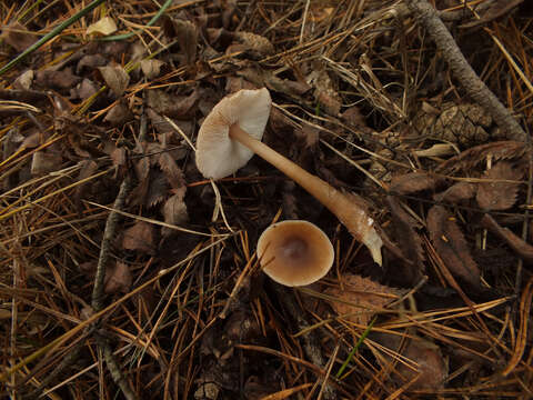 Image of Rhodocollybia butyracea (Bull.) Lennox 1979