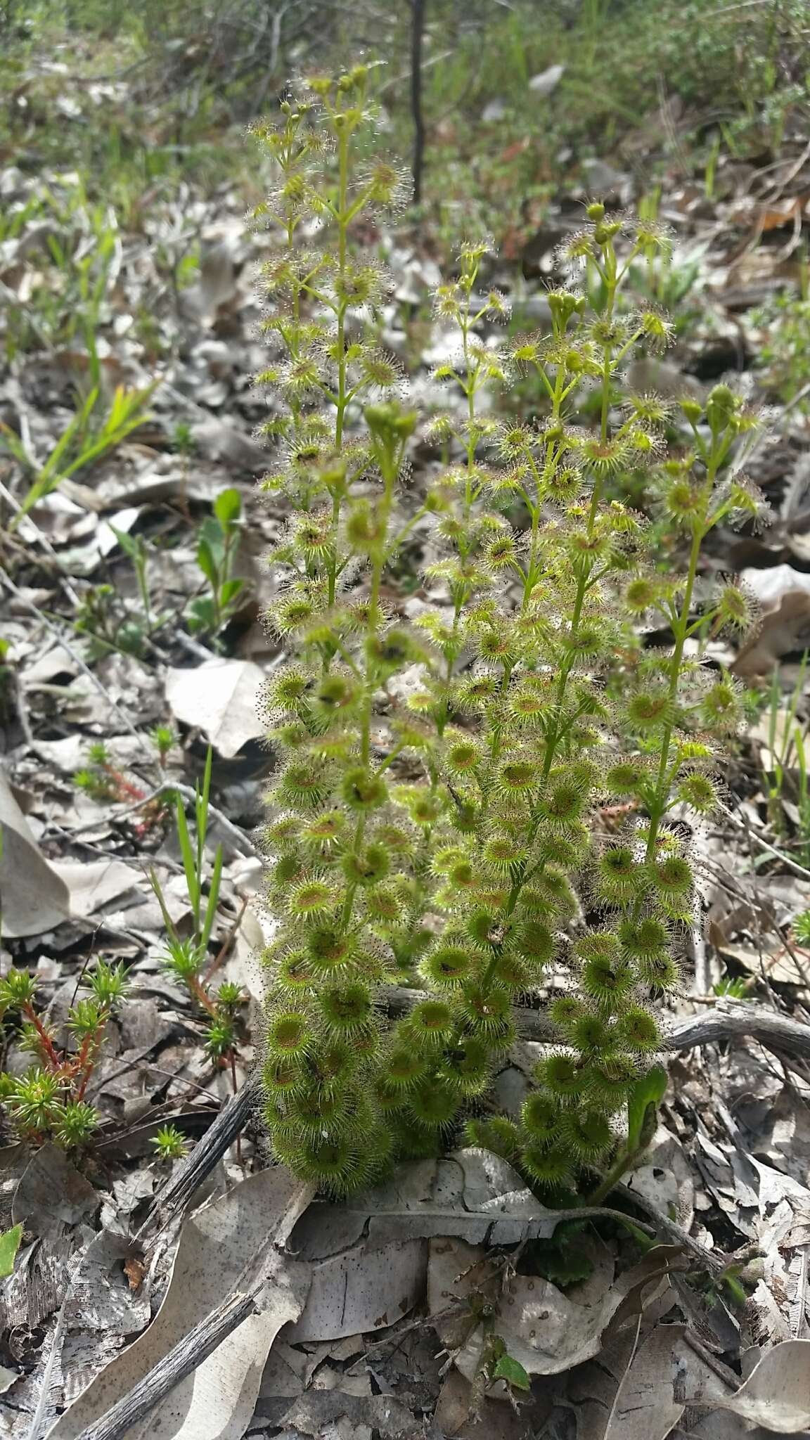 Image de Drosera stolonifera subsp. porrecta (Lehm.) N. Marchant & Lowrie