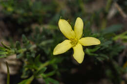 Plancia ëd Menodora integrifolia (Cham. & Schltdl.) Steud.