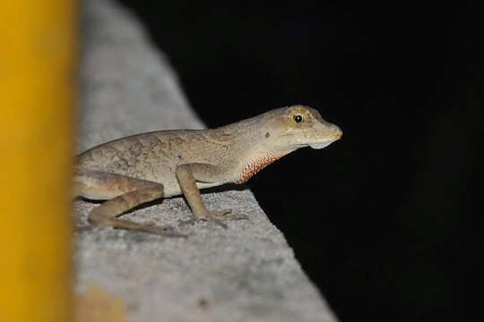 Image de Anolis brasiliensis Vanzolini & Williams 1970