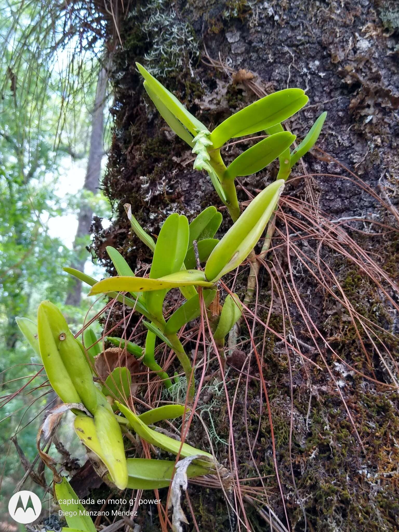 Image of Epidendrum cardiophorum Schltr.