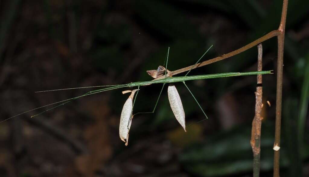 Image of Sipyloidea rentzi Brock & Hasenpusch 2007