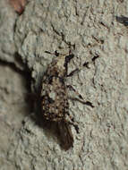 Image of Marbled Fungus Weevil