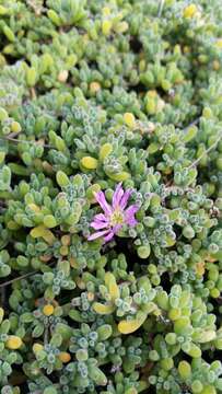 Image of showy dewflower