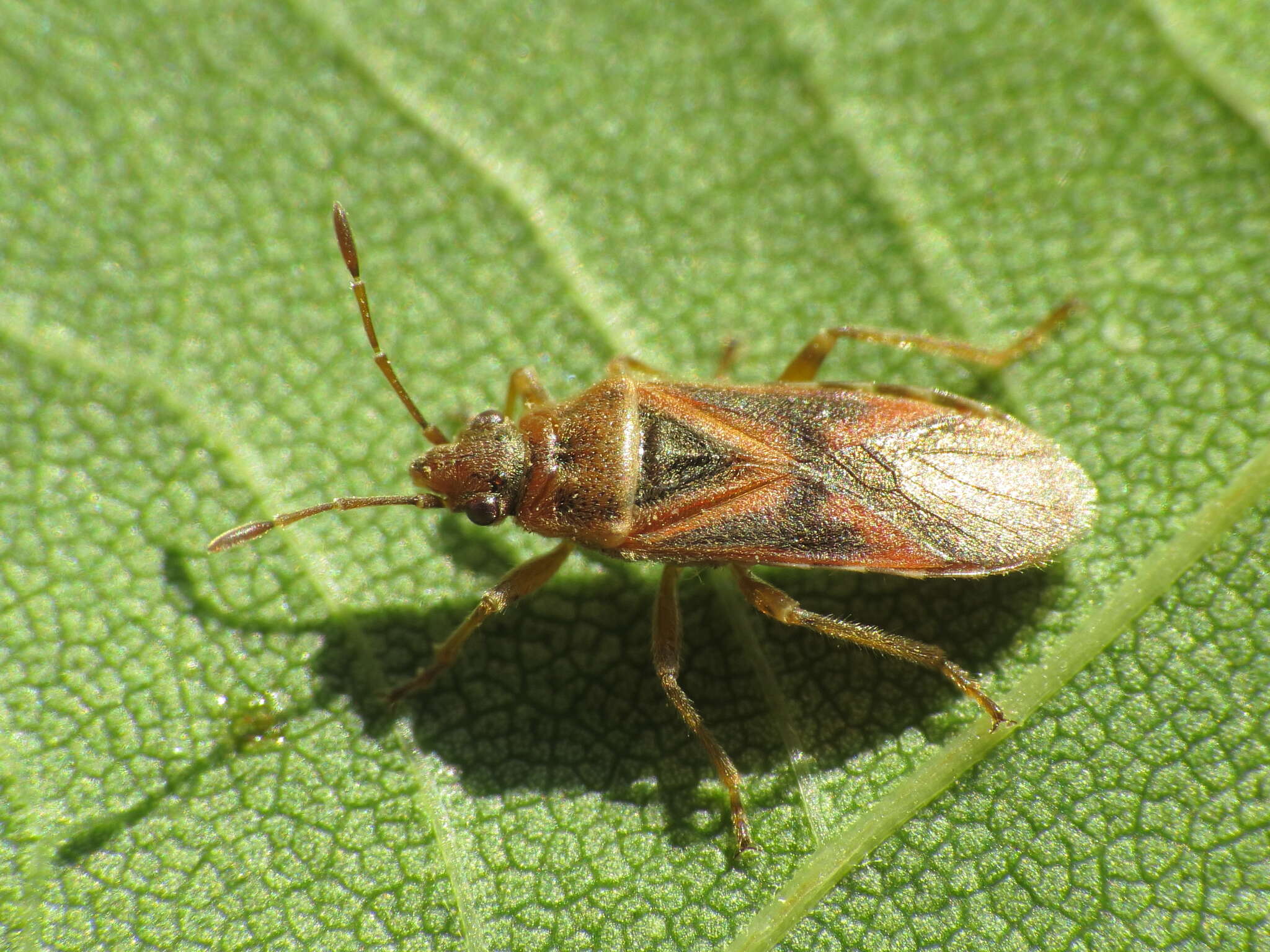 Image of Arocatus longiceps Stal & C. 1872